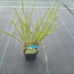 Perovec psiarkovitý (Pennisetum alopecuroides) - kont. P9